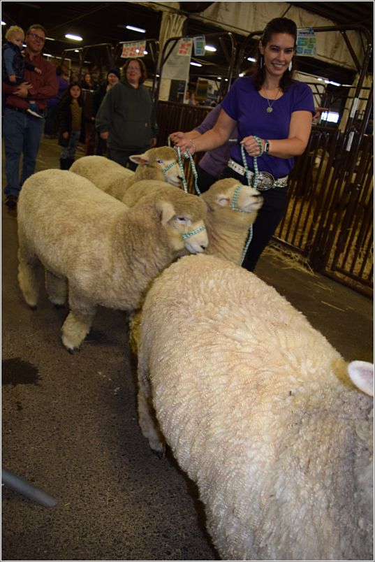 Off we go to the show ring. Photo: Peggy Lundquist.